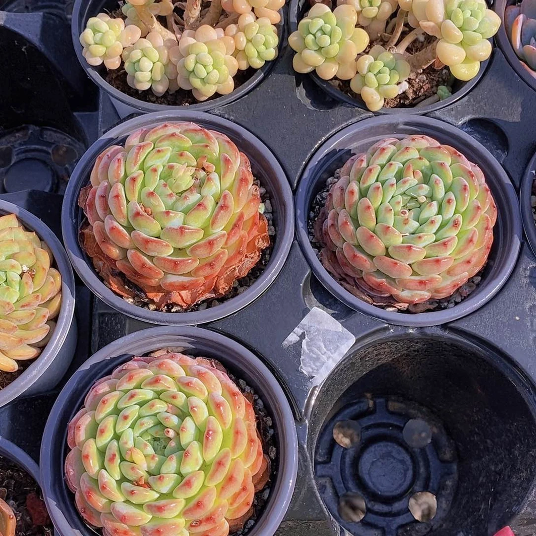 0624- 白胖子单头福利一颗 量拍