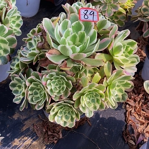 粉花妖老桩捧花法师89号