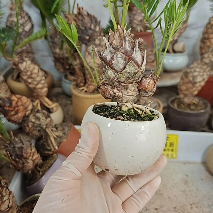 用***6无花朵白鳞铁盆景基地价