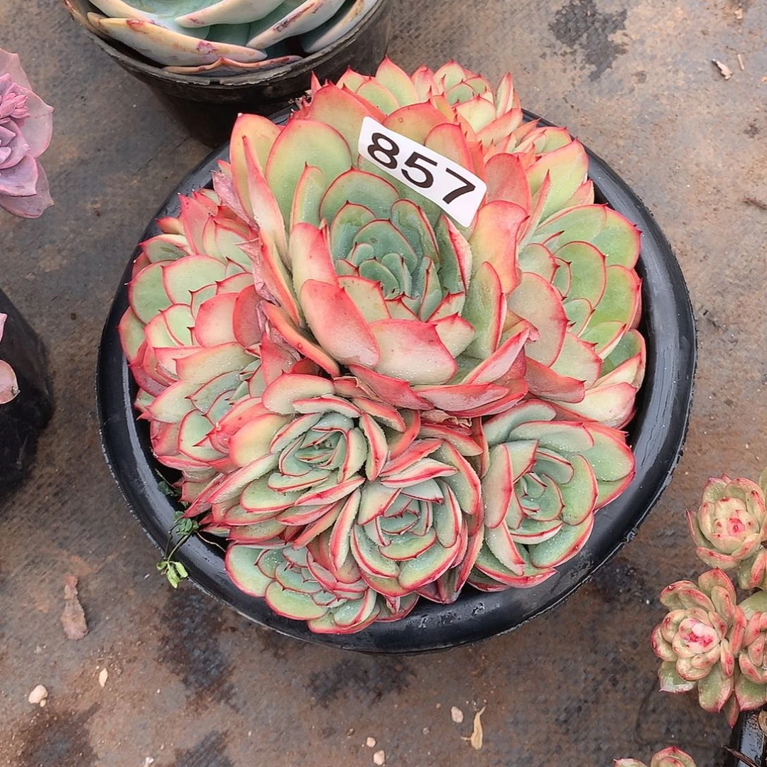 857牡丹亭 一物一拍多肉