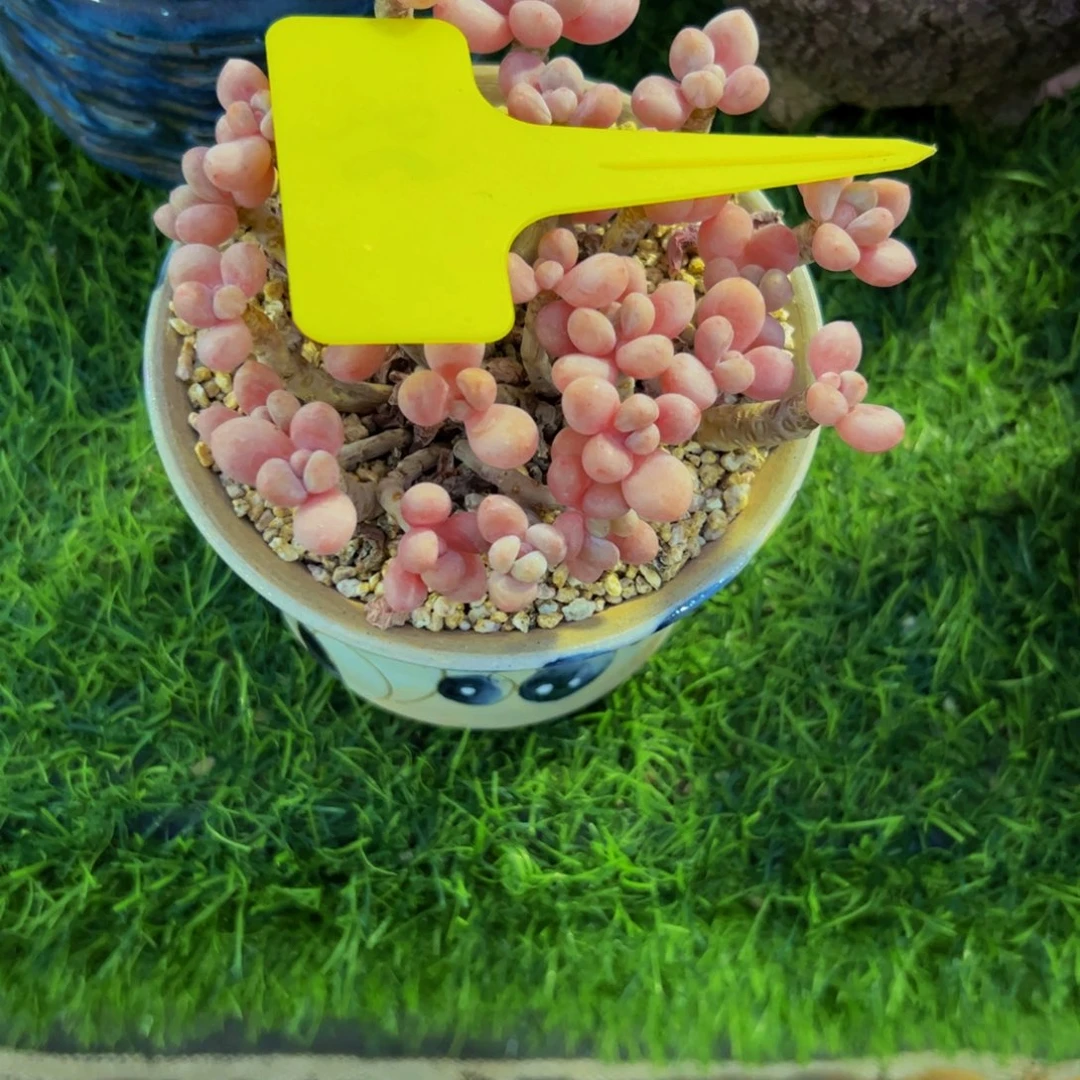 无***虑鱼子酱小老桩多肉