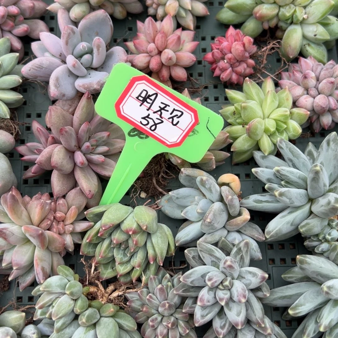 明***见明天见58。