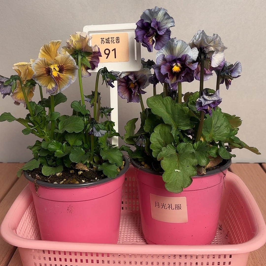 大部分开放少量花苞91