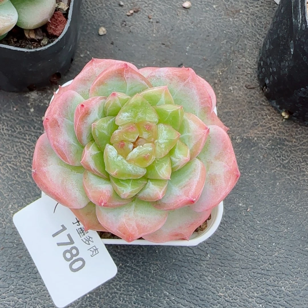 孤品石化，1780多肉植物