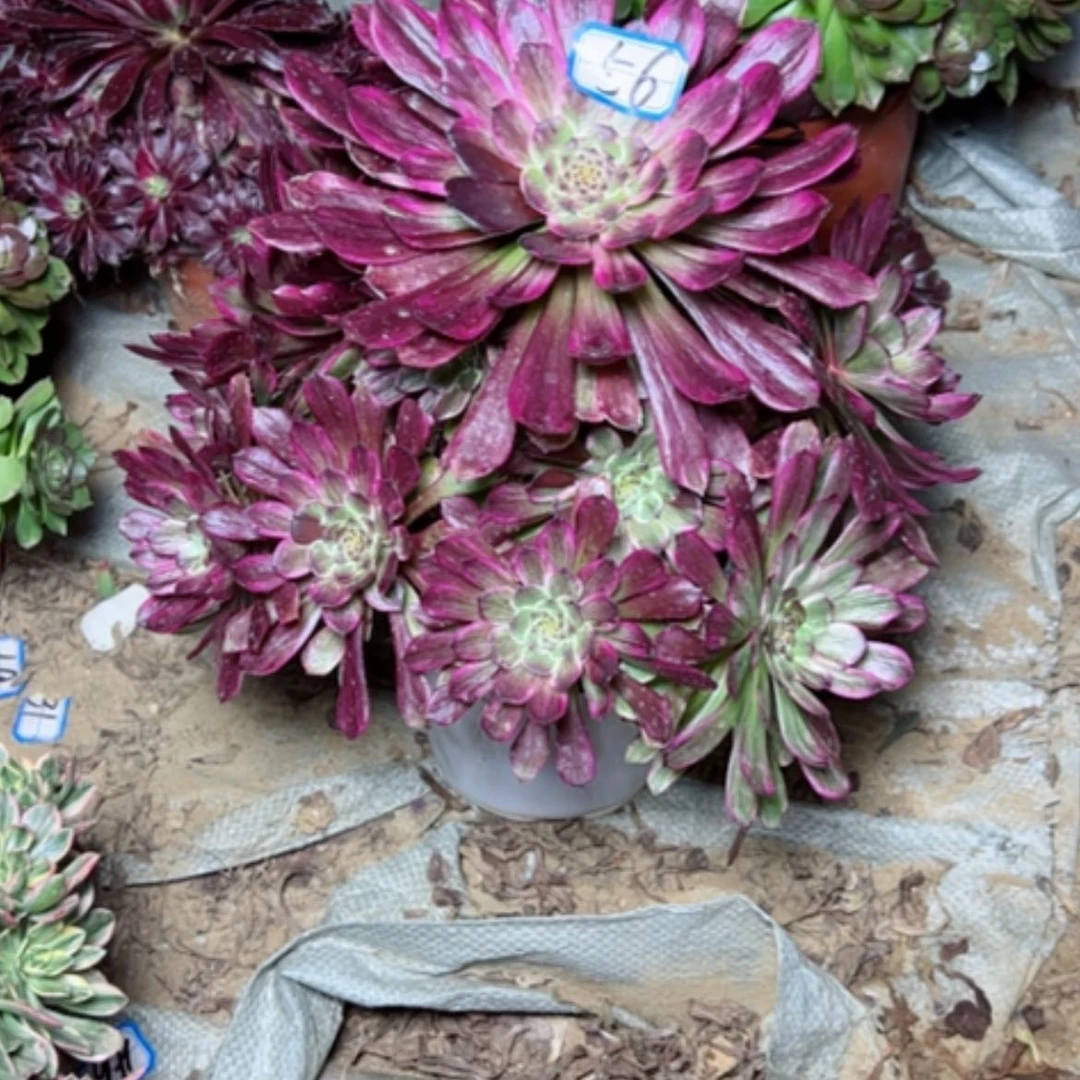 【闪购商品】多肉植物粉墨56