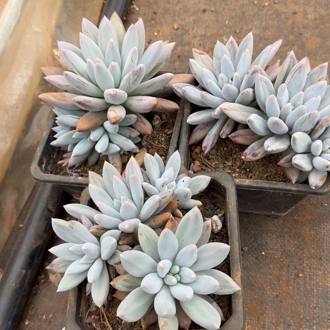 哥特萝莉多肉植物