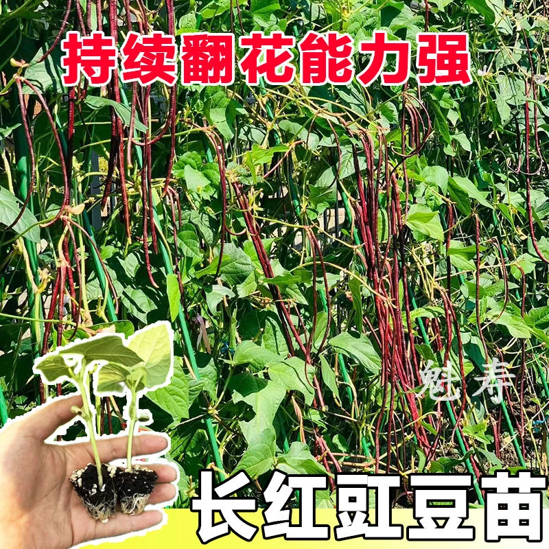 山东寿光压塌架红豆角苗秧种子四季春秋早熟高产阳台庭院带土发货
