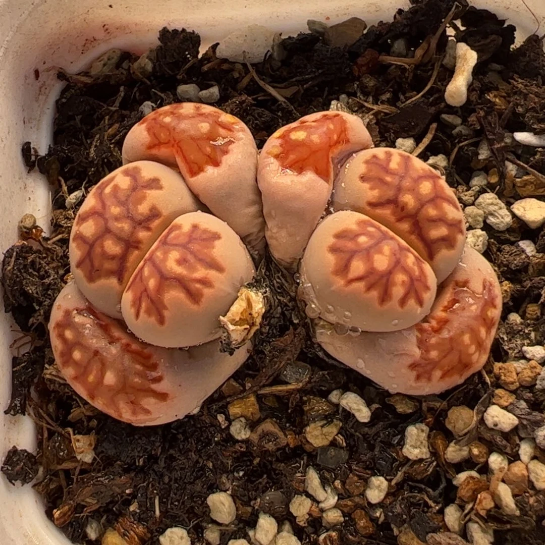 741多肉植物百科