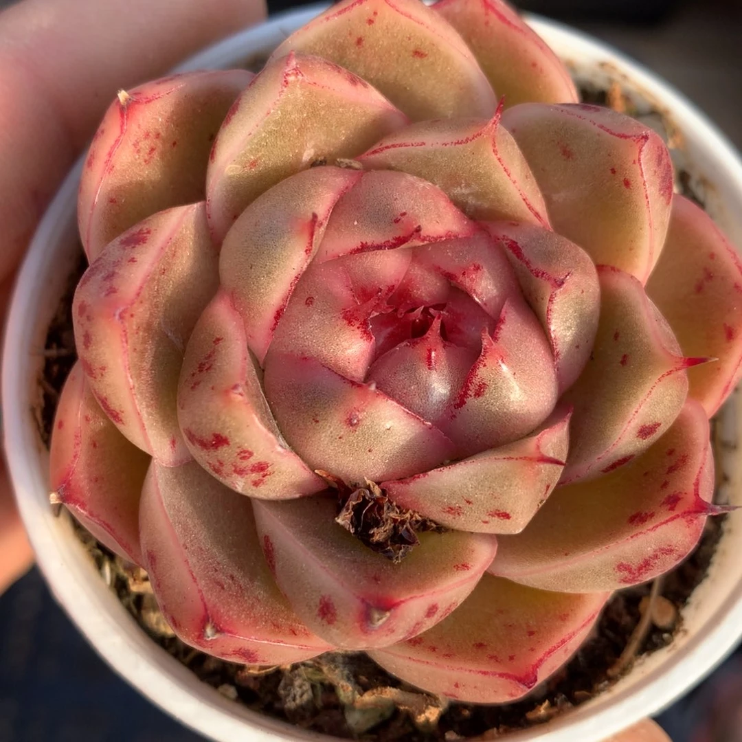 0124-10 麦秆优选