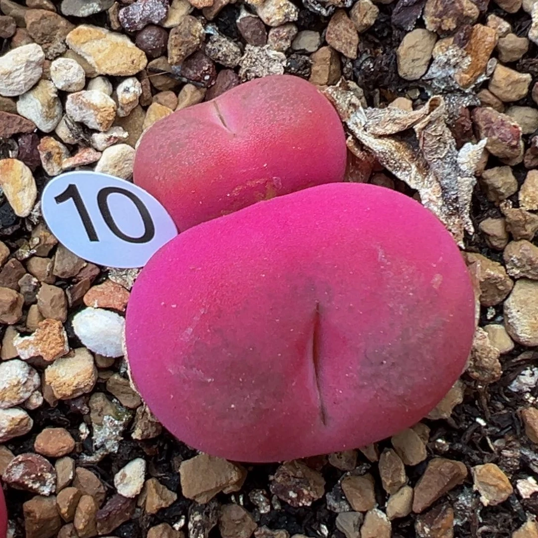 多肉植物111111111111111科