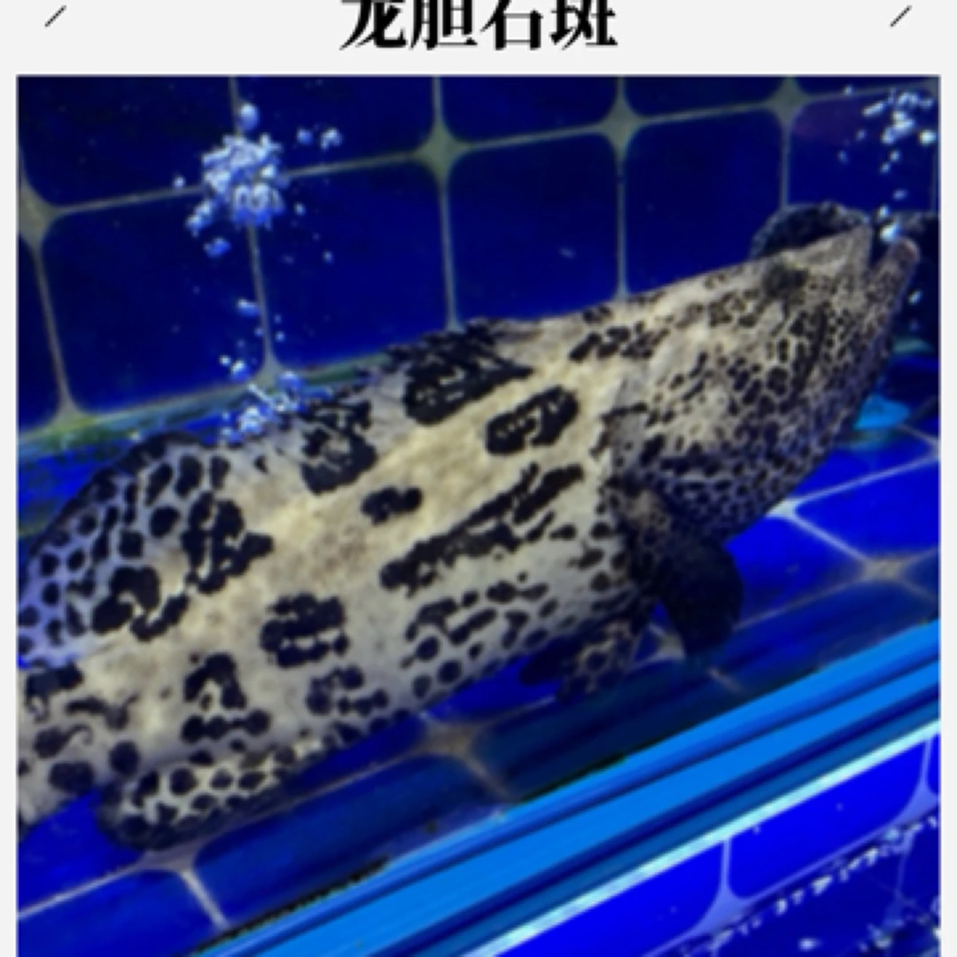 龙胆石斑  38一斤