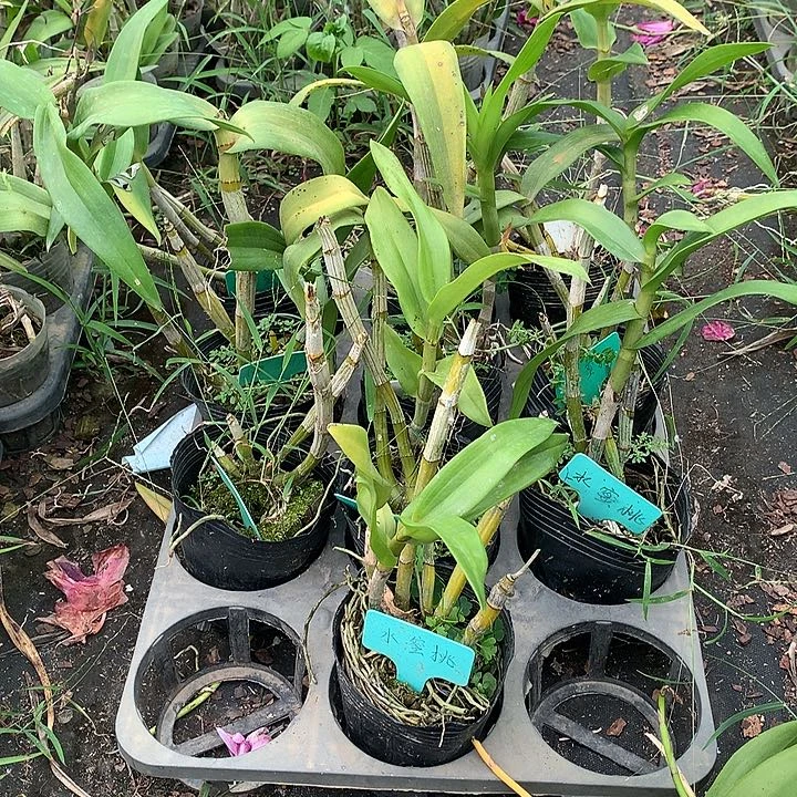 完全开放一代水蜜桃露天苗丑小3苗以上