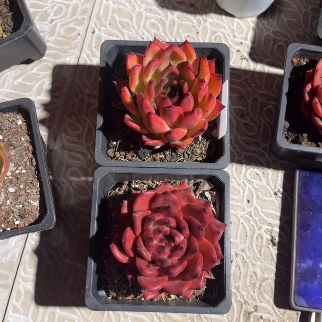 专拍链接多肉精品红