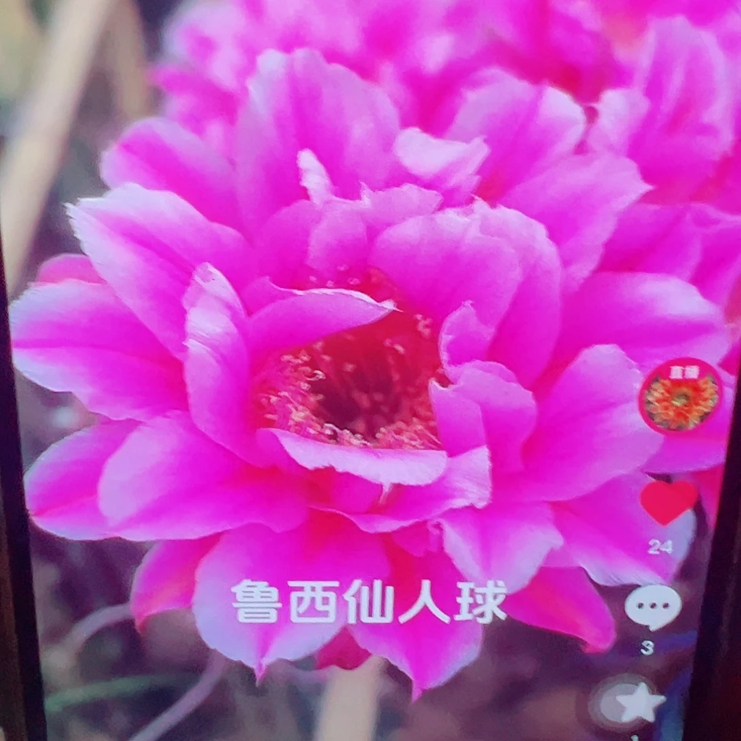 彩草 烟花t侧芽 满20包邮