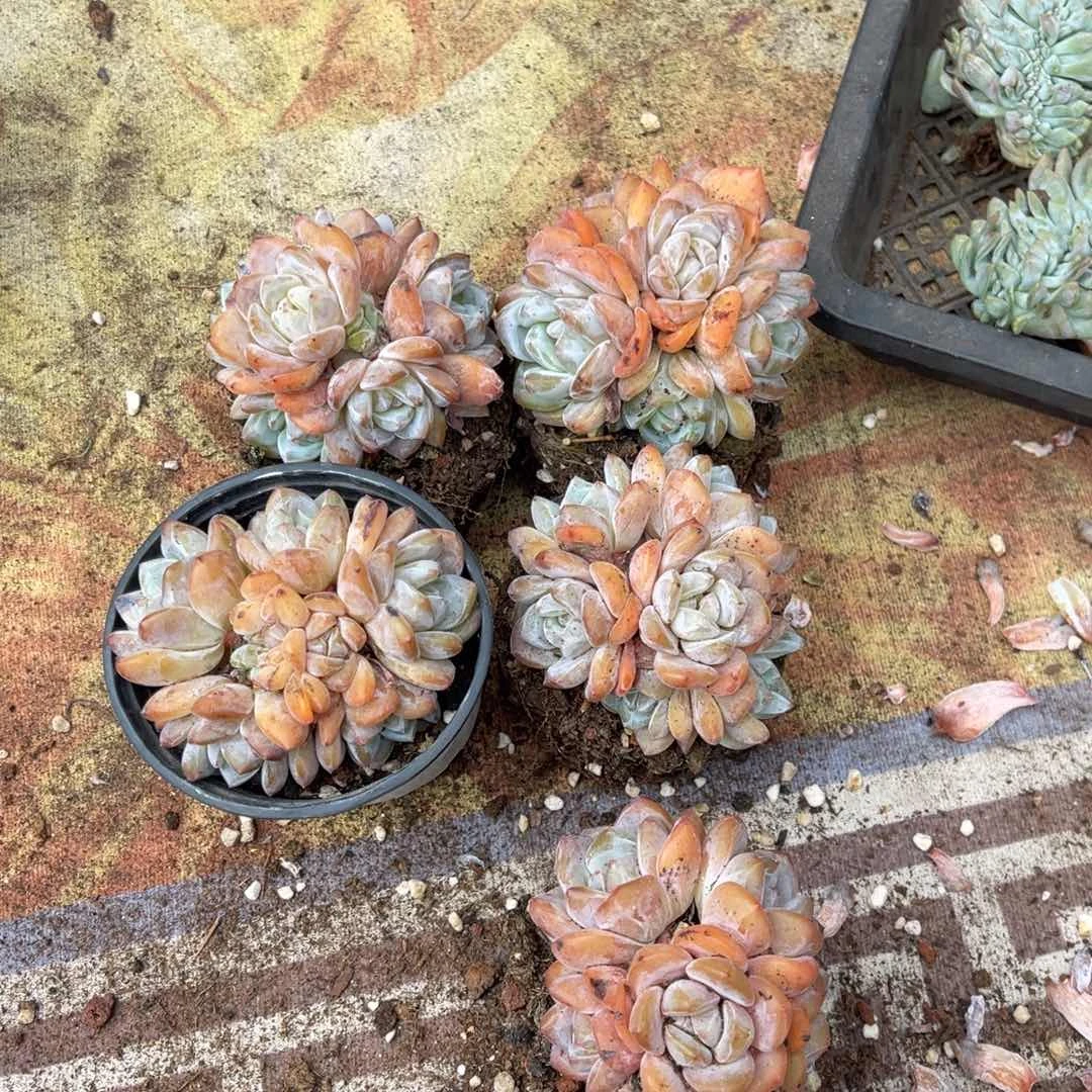 5颗38元11111112223333