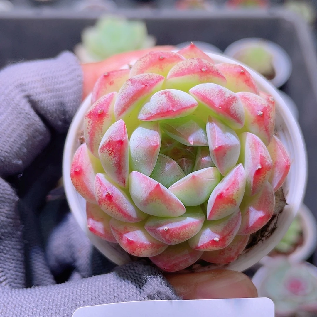 花利美17-212新品