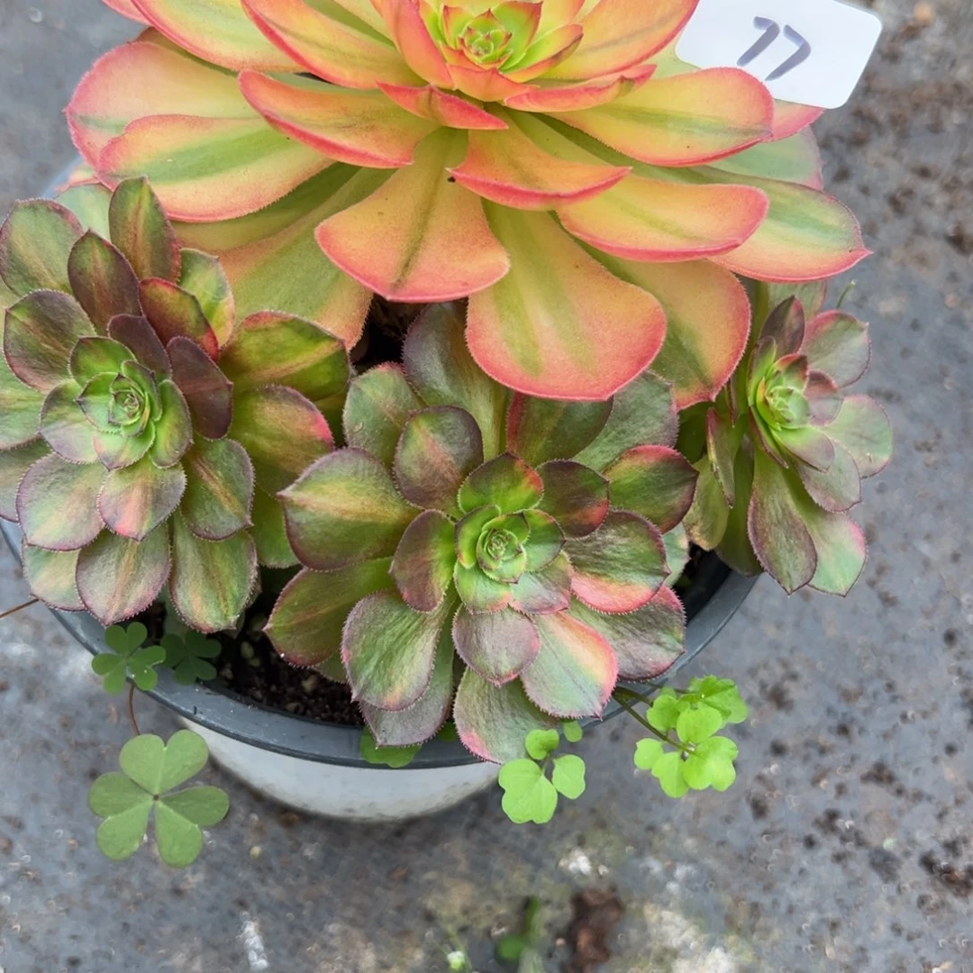 77霓虹有瑕疵多肉系