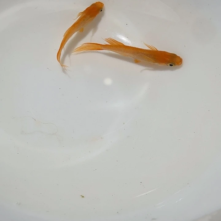 青鳉鱼18号拍品贵妃碟