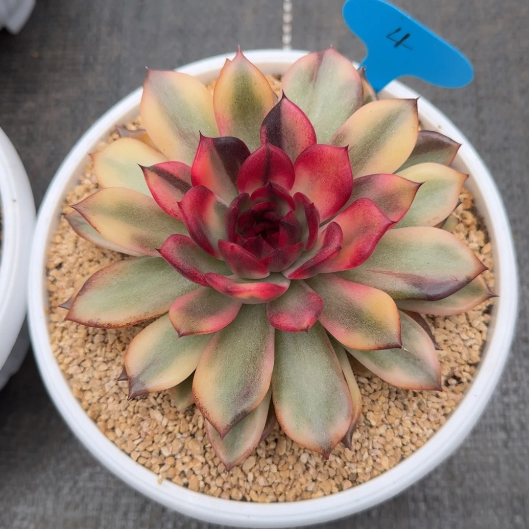 ****虫火焰山锦锦上园艺一物一拍