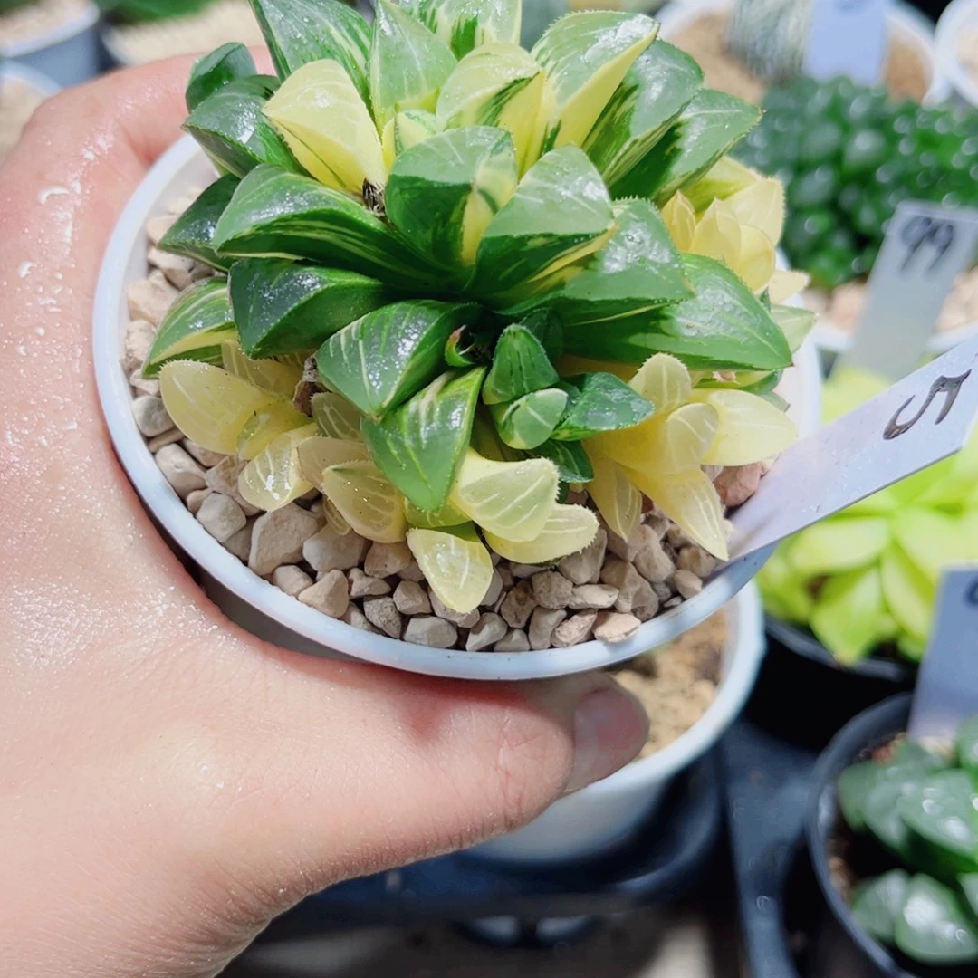 姬寿锦多肉植物6666