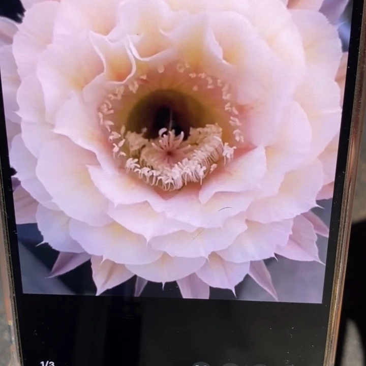 香香素玉侧芽2.5公分左右