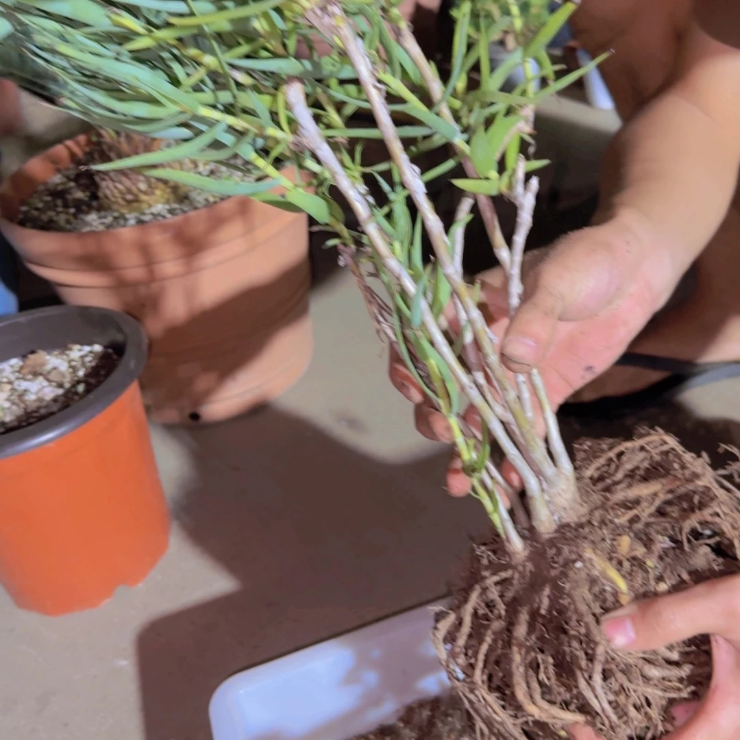 呦***）块根植物块茎植物