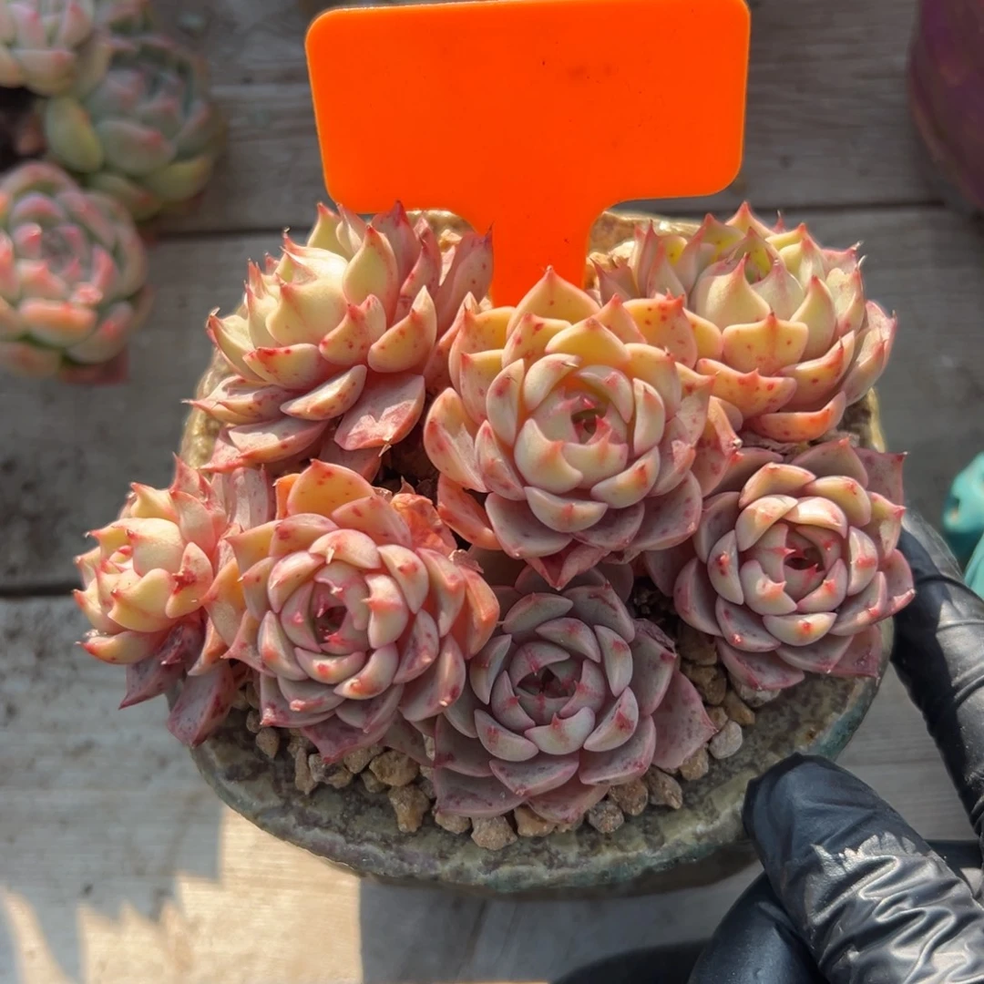 苯巴蒂斯 111111111111111