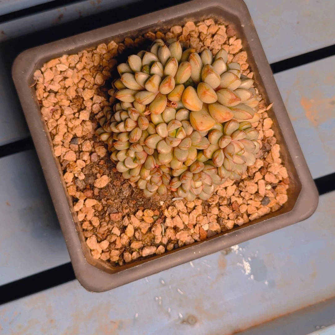 ****圈圈圈多肉111111111111111