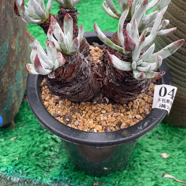 4号雪花多肉植物老庄