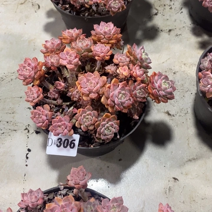 淡***味306小红粉多肉植物多肉