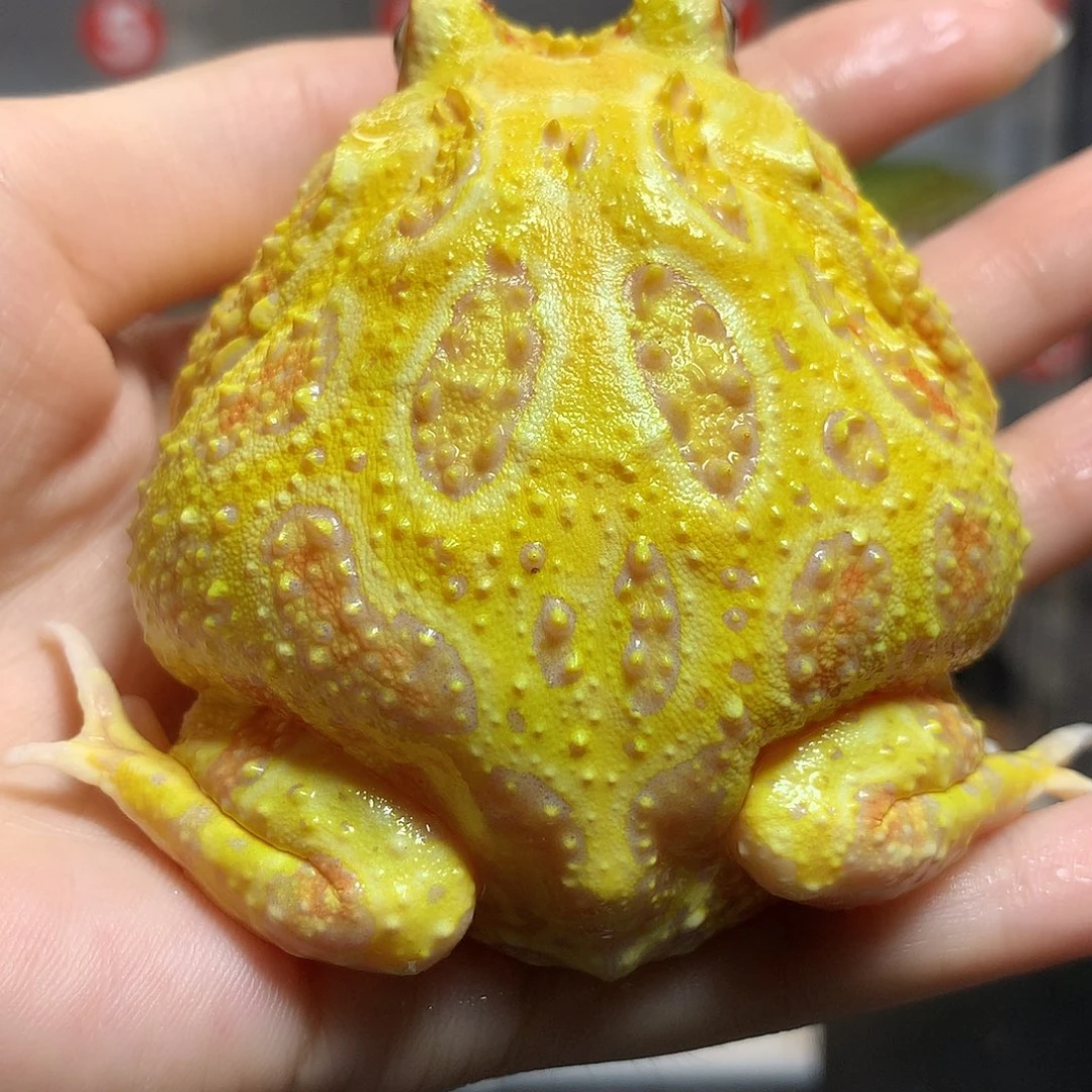 角蛙3621福利大黄金公7+