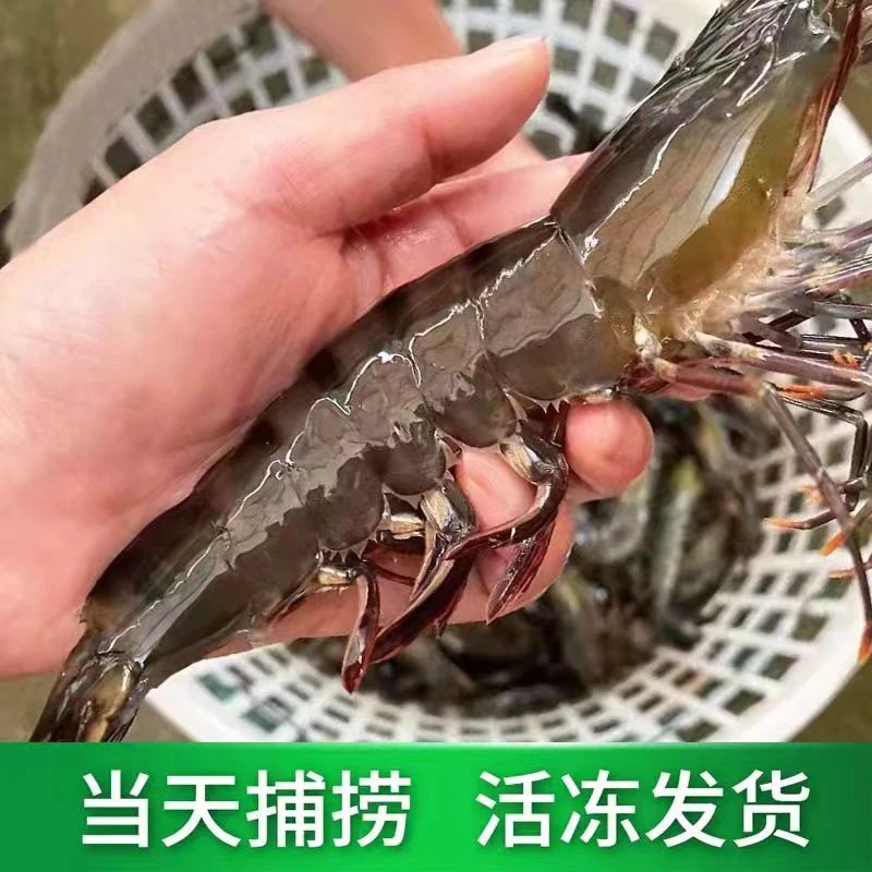 S青岛当地海捕巨大号黑虎虾.老虎虾.一斤6-8只.三斤加一斤试吃