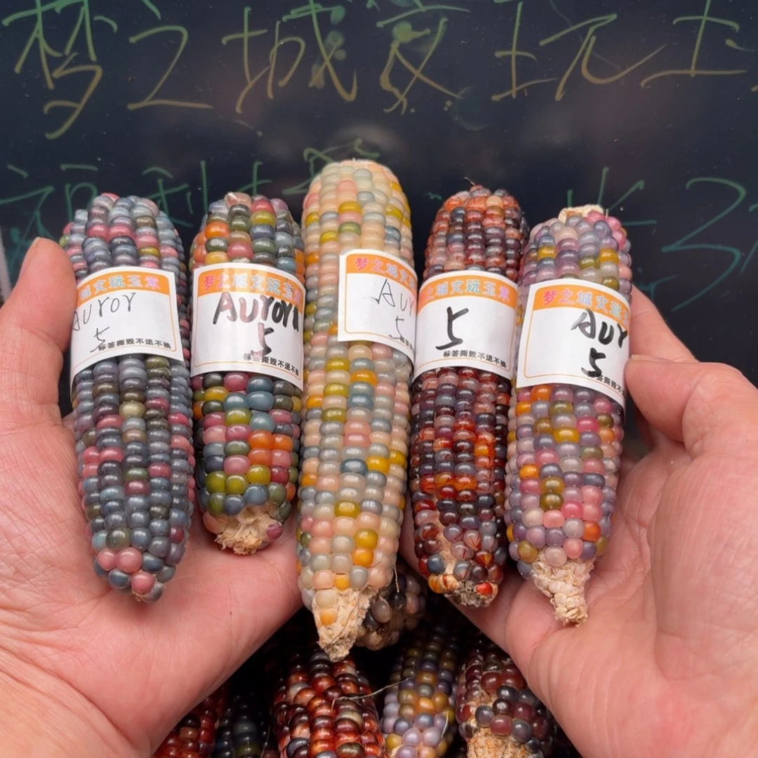 柏香籽/百香籽吊坠⭐****a