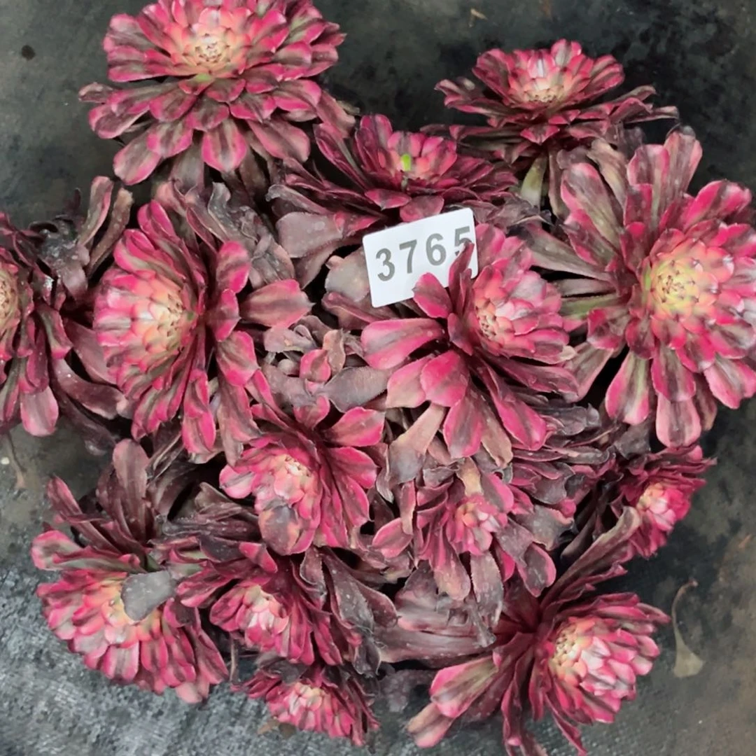 心**艺黄花梨多肉发货发货