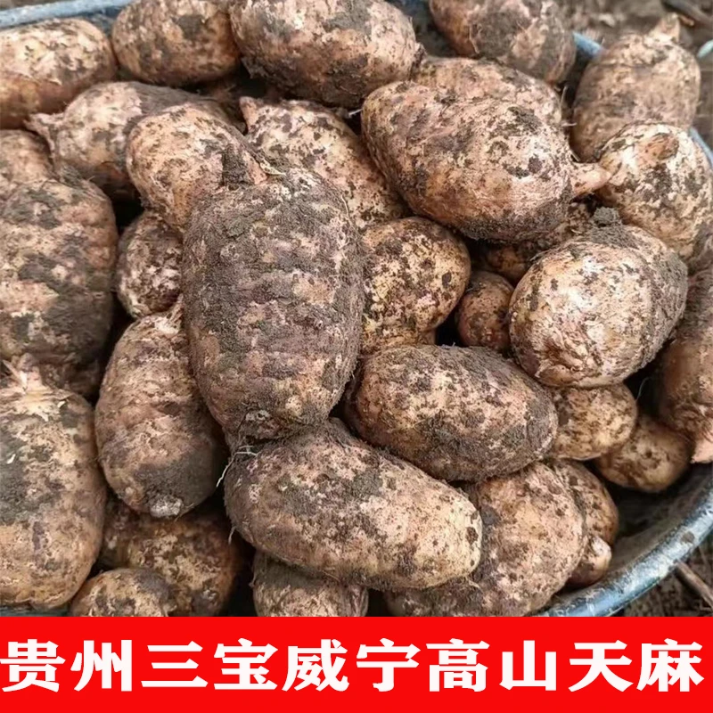 贵州威宁天麻新鲜高山乌天麻野生种植产地直供煲汤天麻