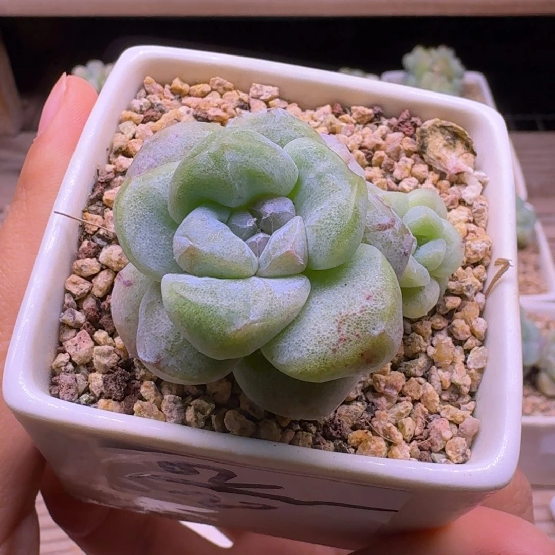 02-冰玉石化带陶瓷盆