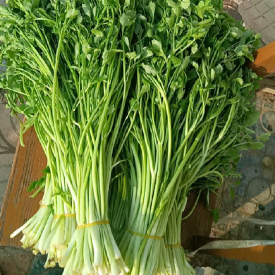 顺丰包邮怀宁县石牌镇新鲜芹菜露天种植