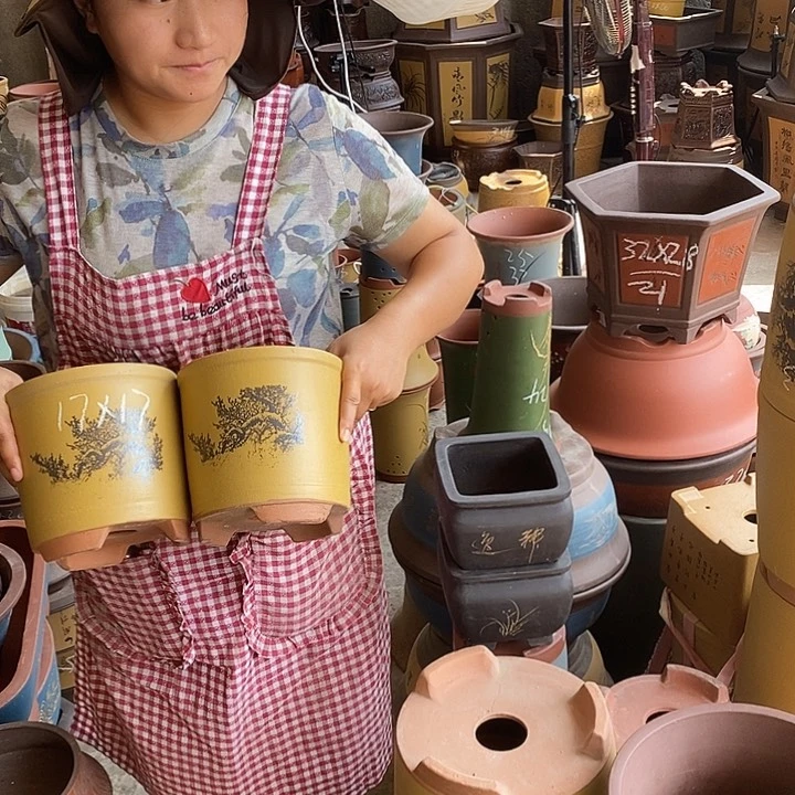 紫砂花盆盆栽植物花卉苗木种植