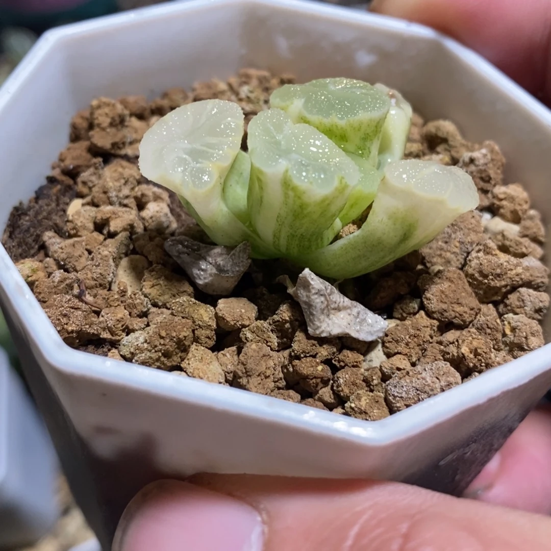 万象锦一颗 新年福利