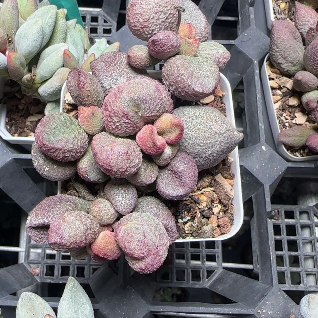 水蜜桃水泡多肉植物