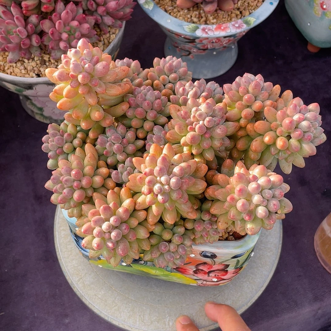 多肉植物脱土包邮