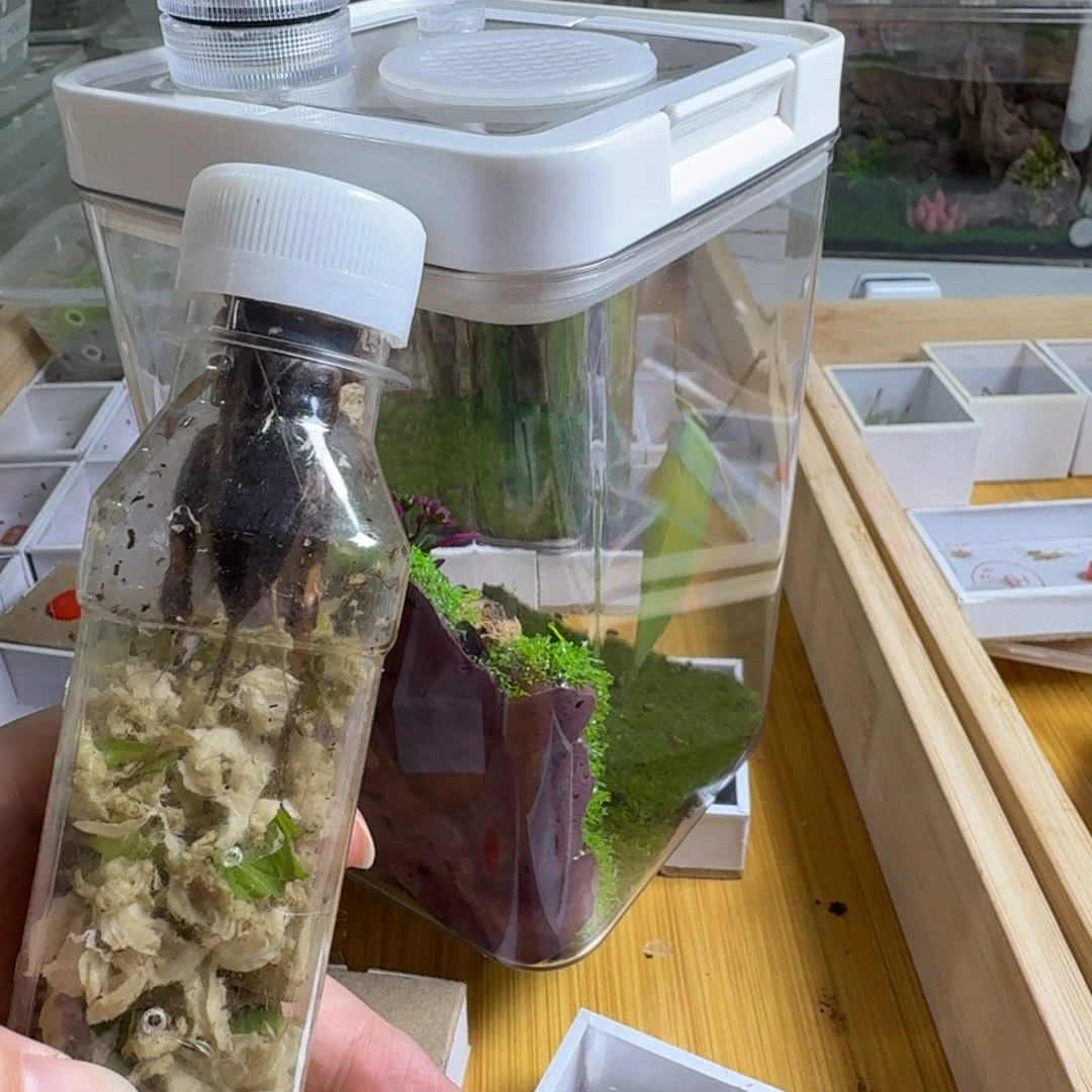 一个中号生态盒一个花生大蟋