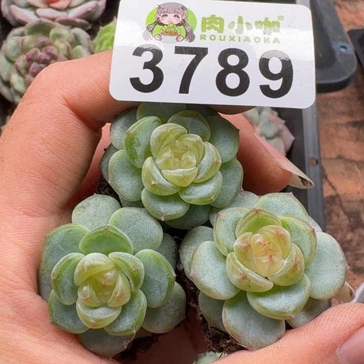 多肉植物多肉植物