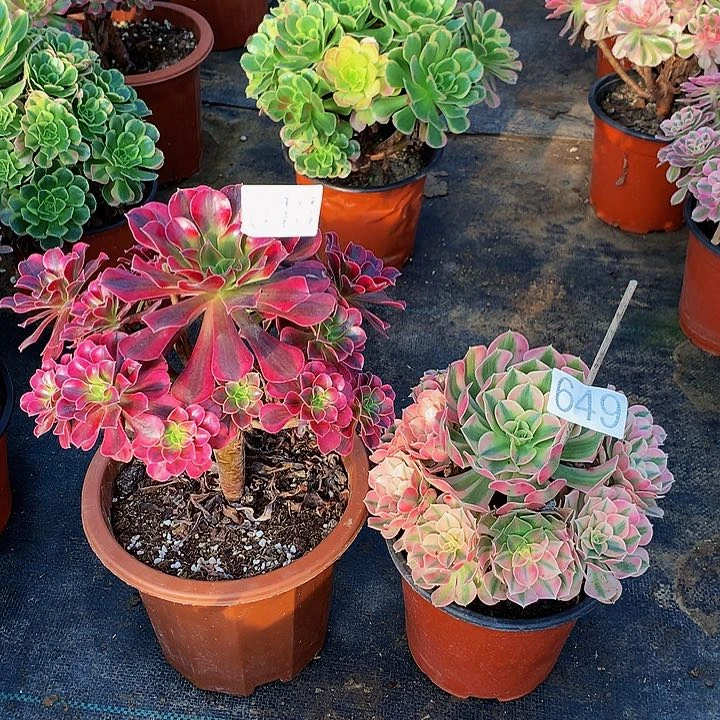 自**正多肉粉女巫美杜莎648649