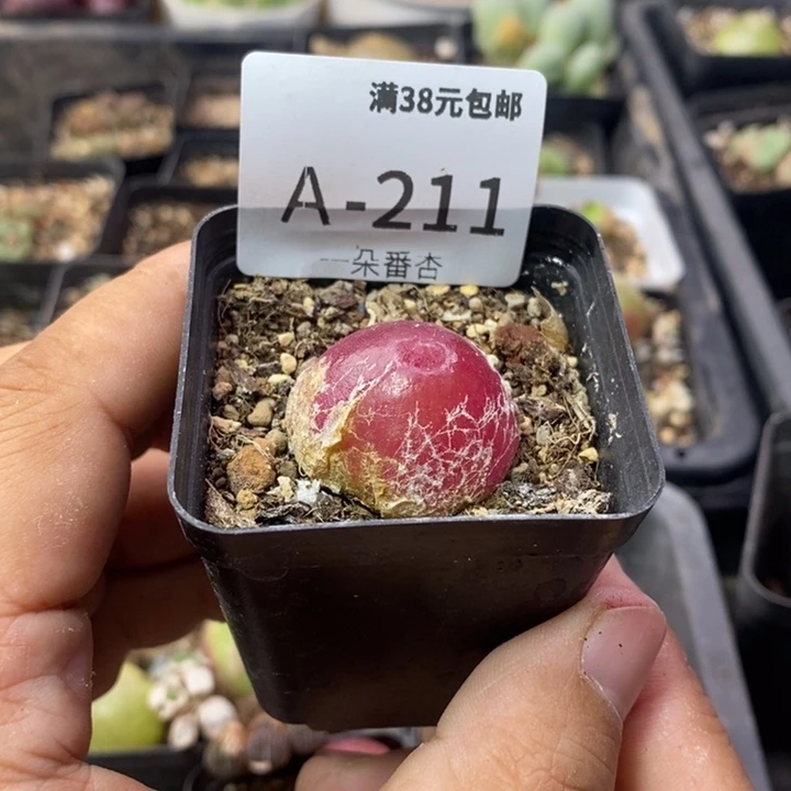 村***王25566696999999999