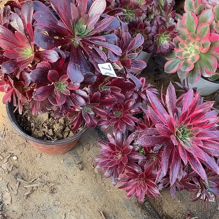 孔雀锦 蒙娜丽莎760多肉1