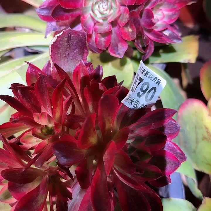 多肉法师云菏朵朵