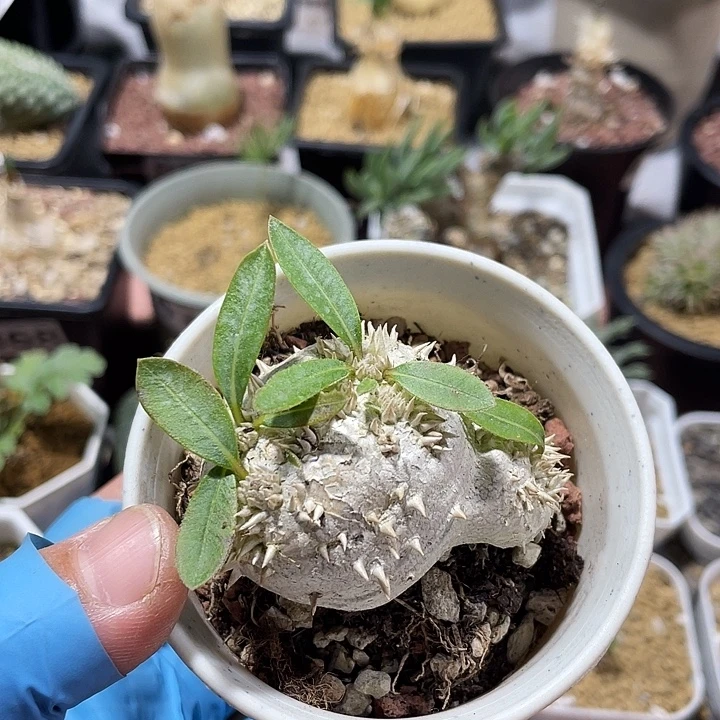 681惠比须笑块根植物