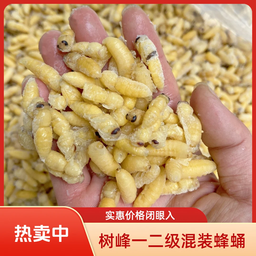 深山野生金环虎头蜂蛹树蜂蛹一级二级四级冷冻发货