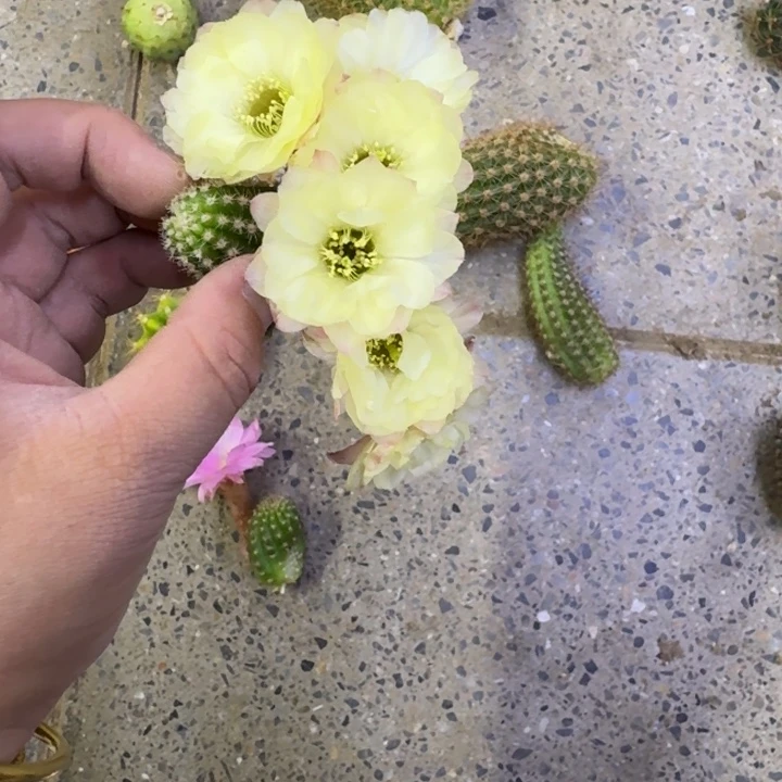 257白檀马尔文2个无根侧牙小，20包邮